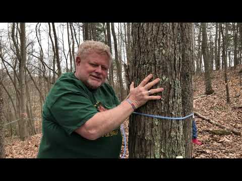 image-How do you tell the difference between a sugar maple and a red maple?