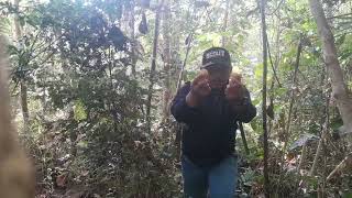 Download lagu Pemburu Rimba mp3