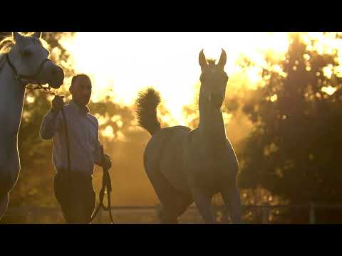 ⭐ EL LA LINDA STC ⭐ (EKS Farajj x Ella Rae) - STC AUCTION 2022