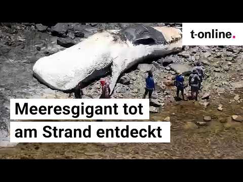 Video Thumbnail: 15-Meter-Pottwal gestrandet: Behörden untersuchen den Meeresriesen