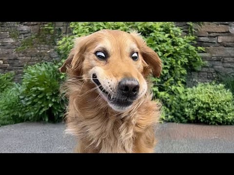 Les vidéos de golden retrievers les plus drôles de tous les temps 🤣.