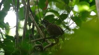 Download lagu BURUNG LANGKA Berkicau merdu dihutan dan gunung mp3 Download lagu BURUNG LANGKA Berkicau merdu dihutan dan gunung mp3