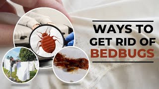 How to Get Rid of Bed Bugs in 24 Hours