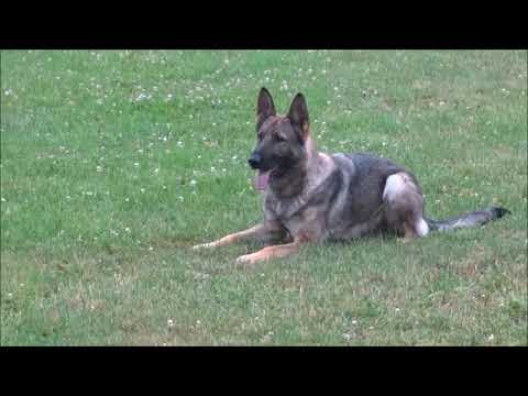 Jagira Aykmar - poslušnost 6/2018