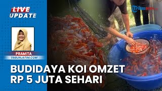 Kisah Sukses Pemuda Asal Ponorogo Budidaya Ikan Koi Asal Jepang hingga Raup Omzet Rp 5 Juta
