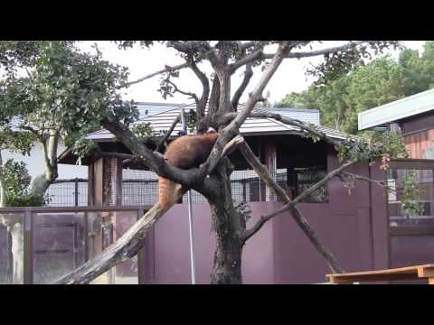 #1-32 Nov 2016 Red panda at Adventure world, Japan