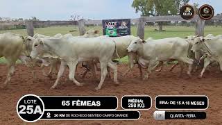 Vídeo LOTE 25 A