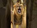 Lion Roaring in the Jungle | Powerful Wild Animal Sounds | Real Wildlife Scene #lion #animals #شیر