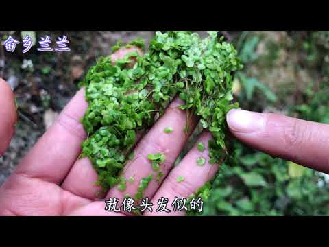 無根的浮萍