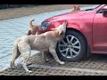 Perros Se Vengan Por Golpiza Y Destrozan Automovil