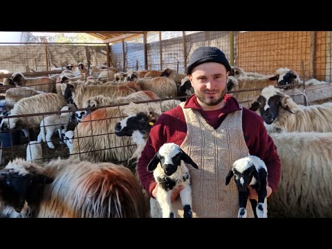 SAIVANUL, OILE ȘI MIEII TÂNĂRULUI RUBEN GANTAGAN DE LA OHABA SIBIȘEL, JUDEȚUL HUNEDOARA