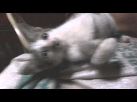 Dirty Vibe - Cat edition