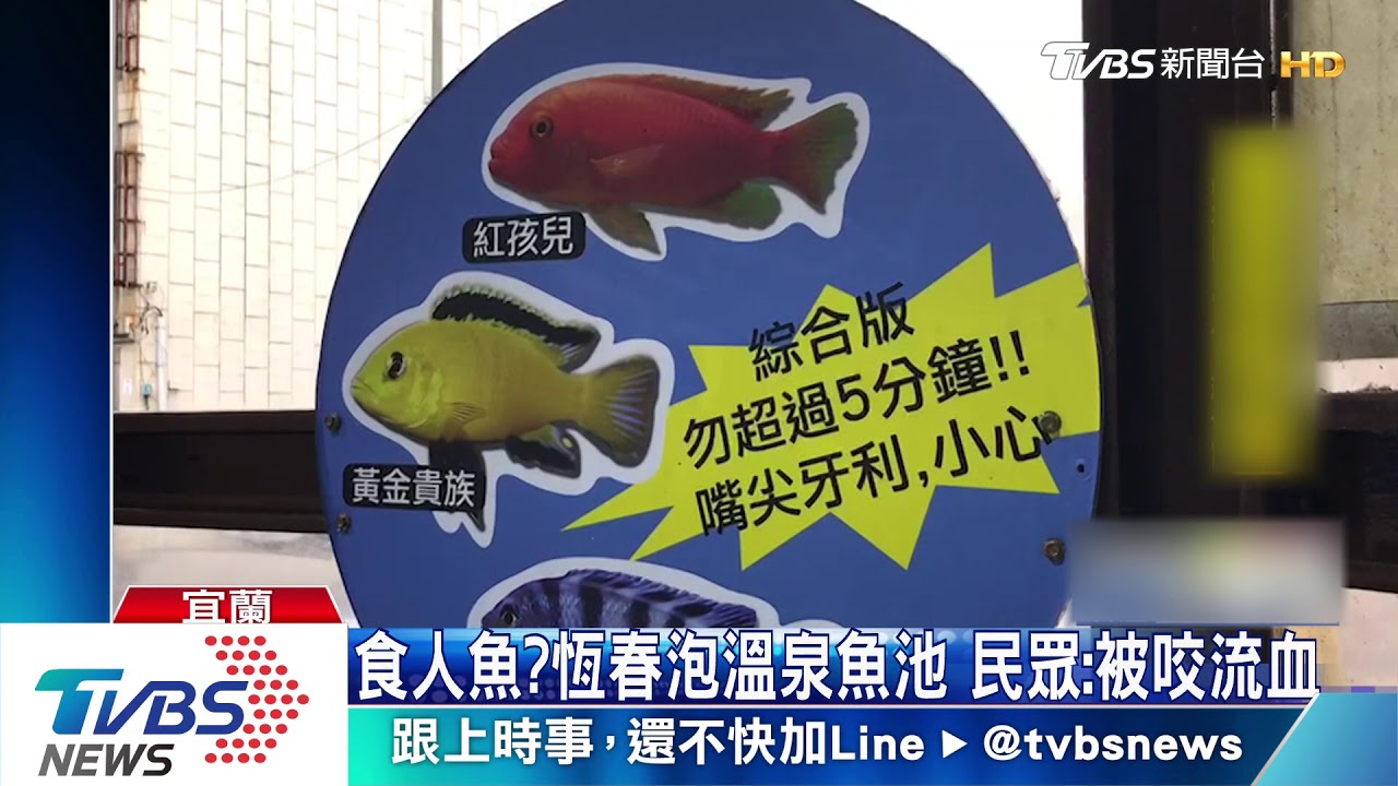 食人魚？恆春泡溫泉魚池　民眾：被咬流血