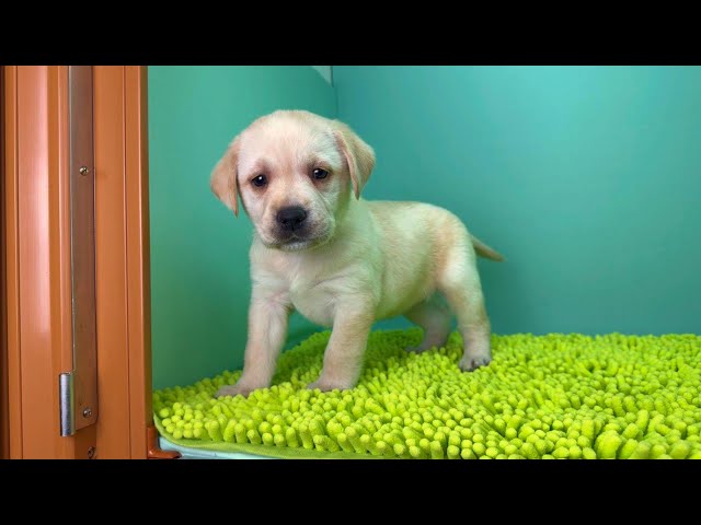 (子犬) 犬種：ラブラドール・レトリーバー 女の子 ブリーダー マロニエケンネル　MARRONNIER KENNEL k4059の画像