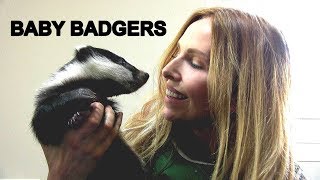 BABY BADGERS UP CLOSE at Secret World Animal Rescue
