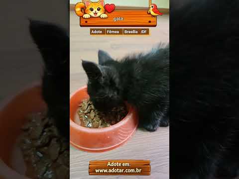 Vídeo de gata
