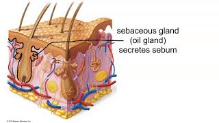 Structure of the Dermis