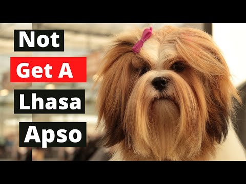 8 Reasons You Shouldn't Own a Lhasa Apso