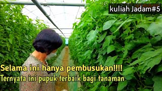Download lagu Pembusukan pertanian, ternyata ini pupuk terbaik bagi tanaman (JLF),kuliah JADAM#5 mp3 Download lagu Pembusukan pertanian, ternyata ini pupuk terbaik bagi tanaman (JLF),kuliah JADAM#5 mp3