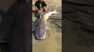 this is the giant catfish | Big giant catfish | #giantcatfish #catfish #tranding #fishingbig