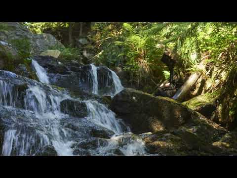 NatureVoice(BGM For Sleep)
