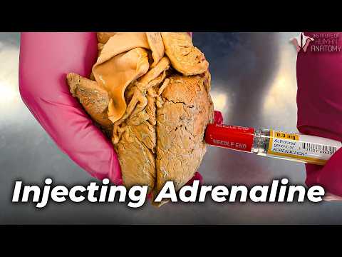 What Adrenaline REALLY Does to Your Body