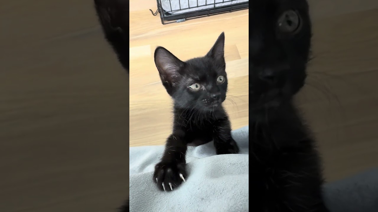 Enlarge Stu, an adopted Domestic Short Hair in Fort Worth, TX video 2/6