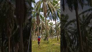 Download lagu How to harvest tall oil palm trees mp3