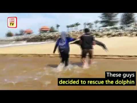UMT students rescue dolphin beached at Kuala Nerus beach