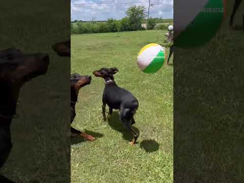Dustin, an adoptable Doberman Pinscher in Brattleboro, VT_image-1