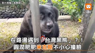在路邊遇到「台灣黑熊」？！ 圓潤肥肥米克斯不小心撞臉｜動物｜搞笑