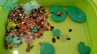 Frog Life Cycle Activities for Children- Sensory bin fun!
