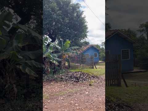 Siqueira Campos no Paraná #roça #sítio