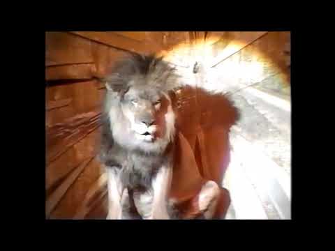 THERE´S NO BUSSINESS LIKE SHOW BUSSINESS