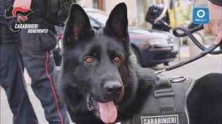 spaccio-di-droga-5-arresti-nel-sannio