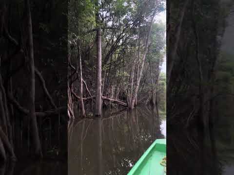 Pescaria no Rio preto da Eva-AM. Rio cheio e pescaria do tucunaré difícil.