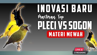 Download lagu 🔴 LIVE Masteran Pleci VS Sogon Meteri Zipper Mewah Durasi Panjang mp3