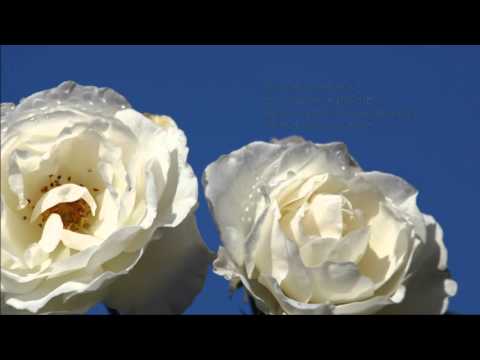 Ude Hamuweyi Sinaa Sisee - උදේ හමුවෙයි සිනා සිසී