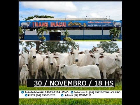 Leilão de Gado em MORRINHOS-GO,30/11/2025  TransInácio Leilão - 18/00 Hs - Presencial e virtual.