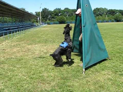 Nev Lemar Lukerya. Protection.