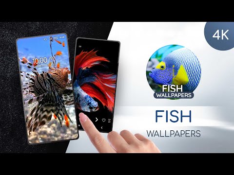 Wallpapers 4K with fish