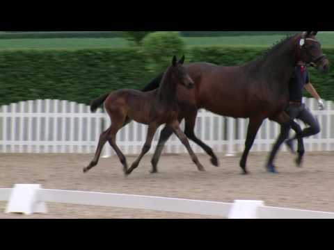 Stf v Don Nobless x Fuerst Romancier x Lafitte 2017