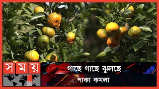 বিজয়নগরে কমলা চাষ