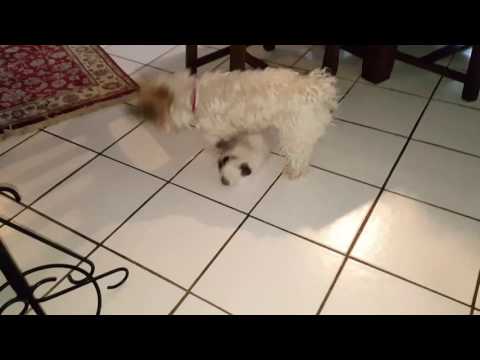 Katze spielt mit Havaneser