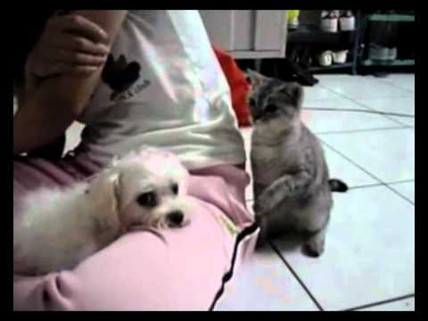 cat and dog funny.avi