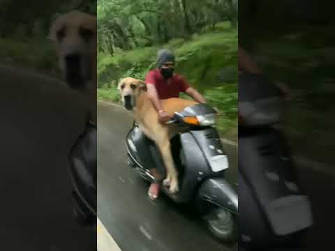 Risky with great Dane 😮😮 pet status| #shorts  #pets #petstatus #petlokam #greatdane #dogs #doglovers