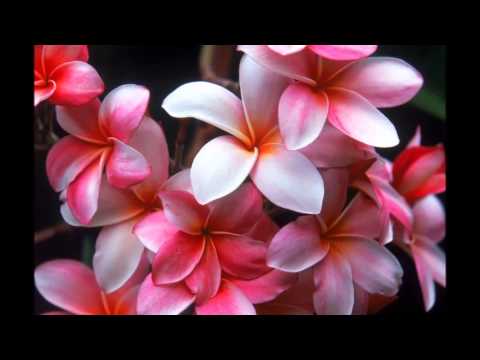 Carol Cole - L`Image