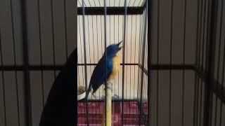 Download lagu Tledekan gunung  (BADUT) mp3 Download lagu Tledekan gunung  (BADUT) mp3