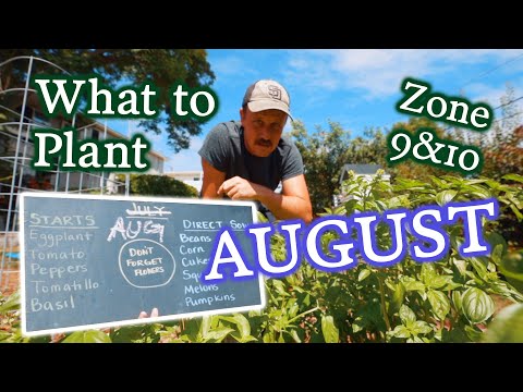 What Seeds & Transplants To Get In The Ground In August