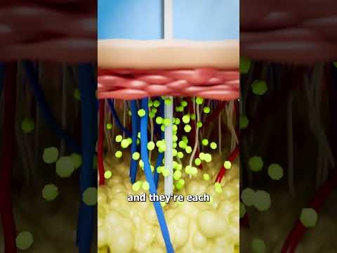 How A Jellyfish Actually Stings you 😱